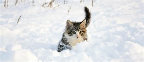 How do stray cats survive in cold weather, how do cats survive in extreme cold. Why Keeping Outdoor Cats Warm in Winter is So Important