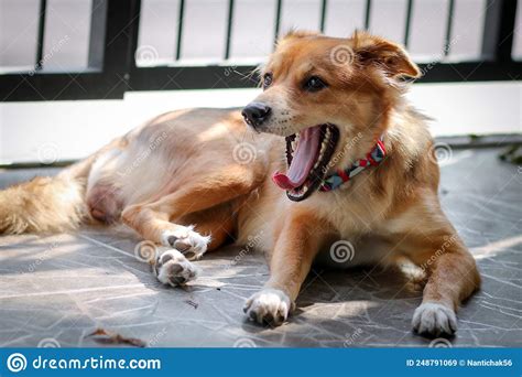 Dog Yawning With Big Open Mouth And Mouth Wide Open Showing Tongue