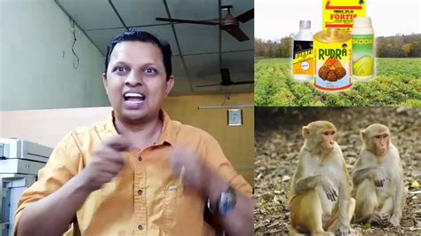 Best News 05 Jan 2k20 50 Monkeys Who Drank Insect Repellent Water For