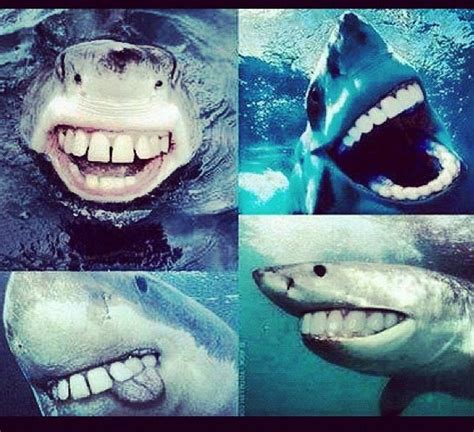Shark With Human Teeth Sharks Funny Funny Pictures Funny Animals