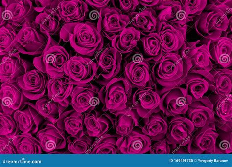 Beautiful Purple Roses Floral Background Stock Image Image Of