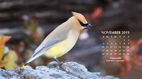 Desktop Calendar Desktop Calendar Wild Birds Beautiful