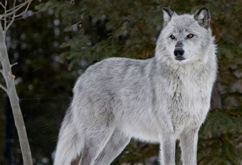 Attend A Community Hearing For Gray Wolves Brave New Wild Wildearth