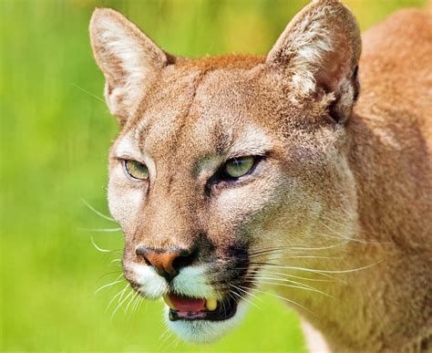 Now Extinct Eastern Cougar Removed From Endangered List
