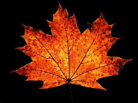 Autumn Maple Leaf On Black Background Stock Photo Image