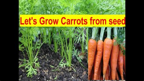 How To Grow Carrots From Seeds Youtube
