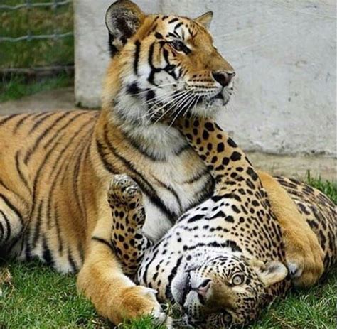 Unusual Tiger And Cheetah Or Jaguar Together Animals And Pets Baby