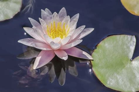 Benefits Of Water Lily Flower Best Flower Site