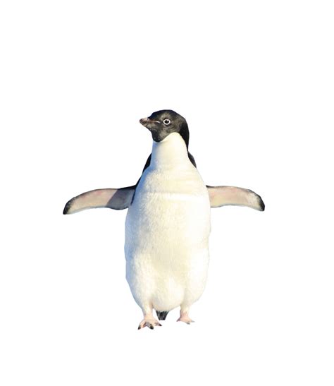 Penguin Standing Png Image Purepng Free Transparent Cc0 Png Image