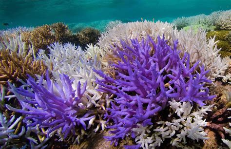 Glowing Coral Reef Despite Bleaching Offers Hope For Recovery