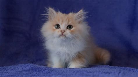 Star wars stormtrooper wallpaper, star wars: Cute White Brown Black Eyes Cat Is Sitting On Blue Couch ...