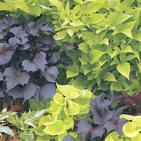25 Photo Of Outdoor Shade Plants