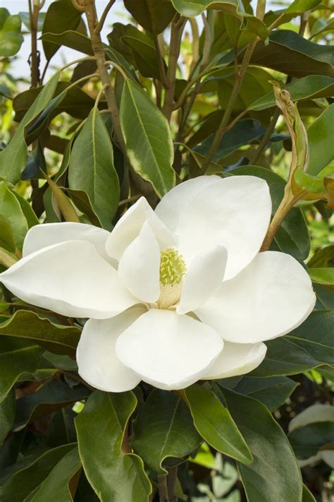 Magnolia Evergreen Tree For Your Pots And Garden My Desired Home In