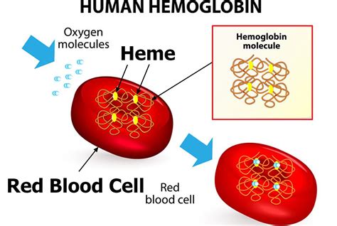 Red Blood Cells Function Causes Of Elevated High Large