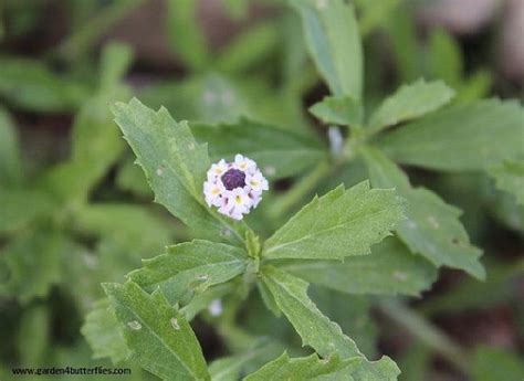 Texas Frog Fruit Phyla Nodiflora 20 Seeds Easy To Grow Drought