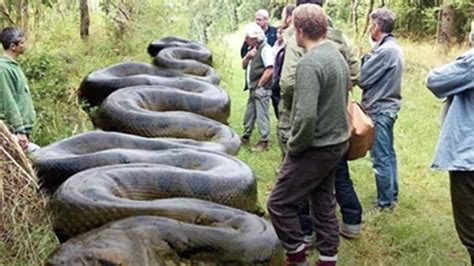 What Is The Largest Anaconda Ever Vsabug