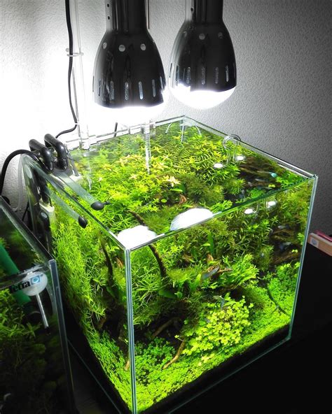 Cara menghias aquarium tidak bisa dilakukan tanpa perencanaan yang benar. 60 Model Akuarium Kecil Cocok Untuk Hiasan Kamar Tidur Anda