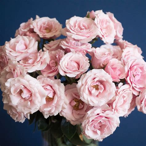 Pink Majolica Is One Of Our Super Popular And Beautiful Pink Spray Rose
