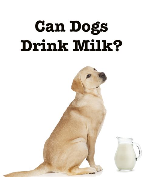 30 Can Dogs Drink Lactaid Milk Home