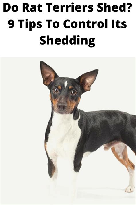 Is that shed is (archaic) to part or divide while rat is to betray someone and tell their secret to an is that shed is (weaving) an area between upper and lower warp yarns through which the weft is woven. Do Rat Terriers Shed? 9 Tips To Control Its Shedding in ...