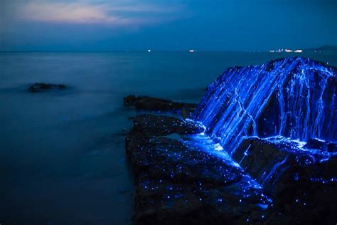 Photographers Capture Images Of Amazing Bioluminescent Sea Fireflies In