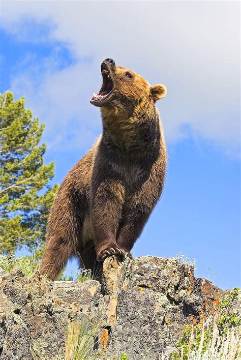 Grizzly Bear Roaring Photograph By John Pitcher