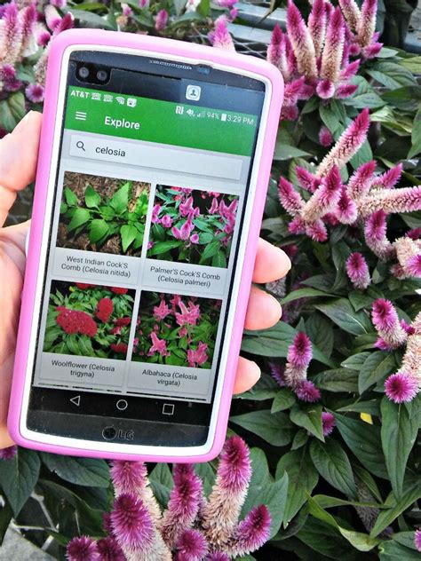 Plantsnap Mobile App Tips And Tricks For Best Results