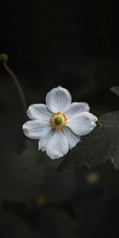 Download 1080x2160 Wallpaper White Bloom Small Flower