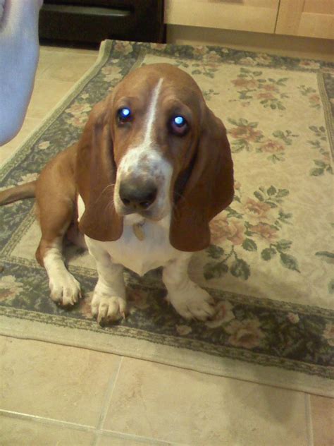 Puppy Weight Basset Hounds Forum