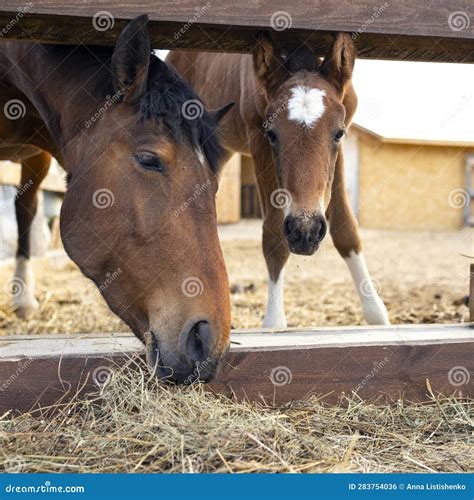 A Bay Horse And Bay Foal Eat The Hay Of Their Feeders Stock Photo
