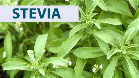 Stevia A Natural Sweetener With Health Benefits Ayurpathic