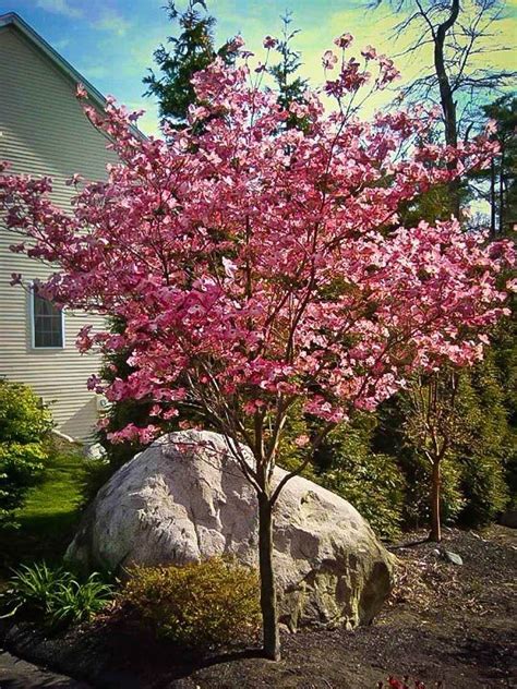 Cherokee Brave Dogwood Trees For Front Yard Dogwood Tree Landscaping