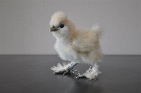 Nothing Cuter That A Freshly Hatched Baby Silkie Chicken Chickens