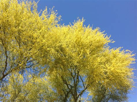 This small tree gets that name from the color of its bark on its often bare branches. Blooming Palo Verde Tree - Springtime in Arizona 2014 ...