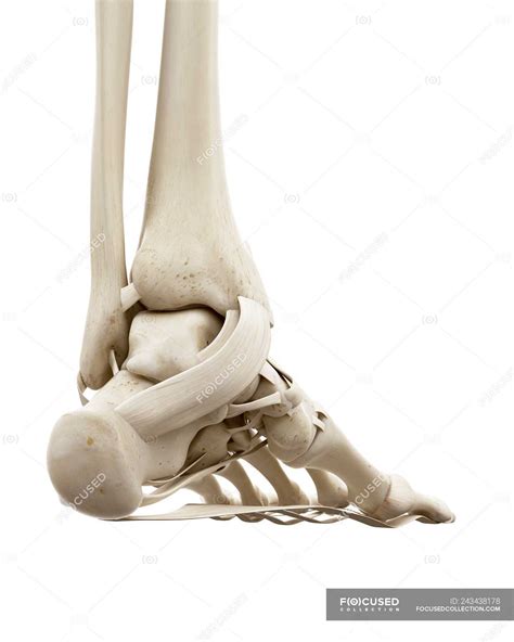 Illustration Of Human Ankle Bones On White Background — Body