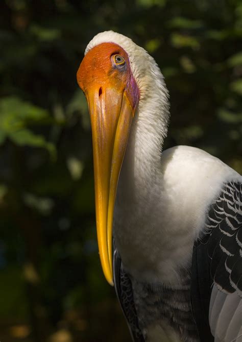 Bird With Long Beak Langkawi Malaysia © Eric Lafforgue W Flickr