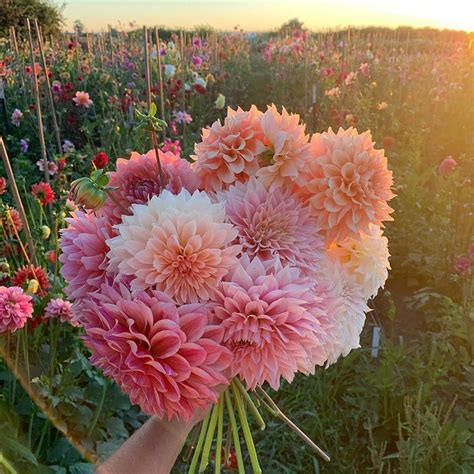 floret flower floretflower on instagram a beautiful end to the day filming in the dahlia