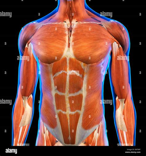 Muscles Of The Chest Abdomen Anatomy Male Body Image Photo Free Trial