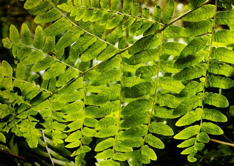 Green Leaf Dew Nature Walppaper Branch Tree Macro