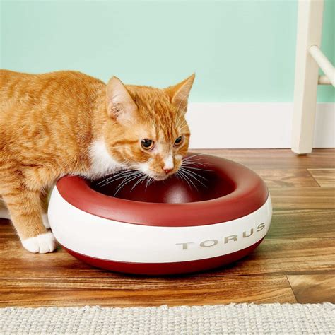 Quench Your Cats Thirst With The Best Water Bowls Top 10 Picks And
