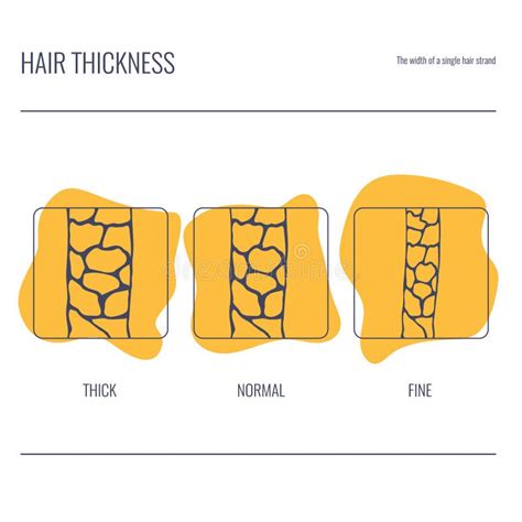 Hair Thickness Types Chart Of Low Medium High Strand Volume Stock