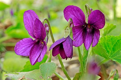 Viola Odorata Viola Odorata Violaceae 060 21 Viola Odora Flickr