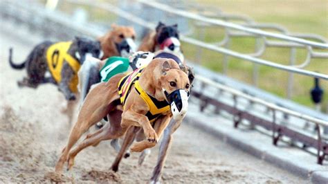 Petition · End Greyhound Racing United States ·