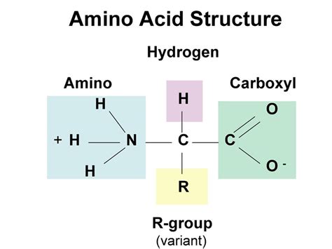 Amino Acids Are The Monomers That Join Together To Form Yourjord