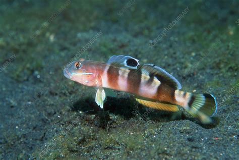 Wards Sleeper Goby Stock Image Z6051057 Science Photo Library
