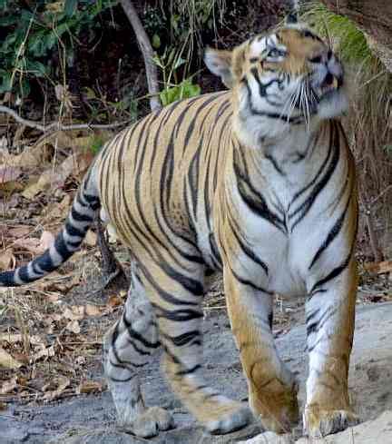 Save Our Tigers Just Left Royal Bengal Tigers