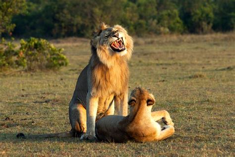 Grinning Lion Looks Extremely Pleased With Himself As He Mates With A