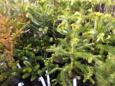 The monkey puzzle tree is from central chile and argentina. MONKEY PUZZLE TREE - The PlantPlace