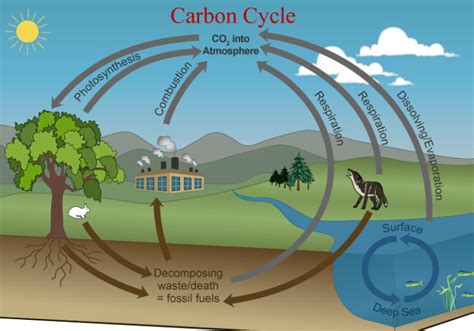The Carbon Cycle Castell Alun High School Biology