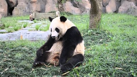 Cute Panda Eating Bamboo Hd Video Youtube